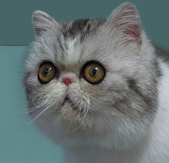 exotic shorthair persian for sale